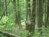 133 Acres 355 County Road 50, Cherry Valley, NY 13320 Thumbnail 18
