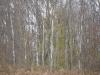 50 Acres Backus And Jones Road, New Lisbon, NY 13333 Thumbnail 5