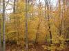 50 Acres Backus And Jones Road, New Lisbon, NY 13333 Thumbnail 6