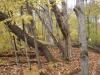 50 Acres Backus And Jones Road, New Lisbon, NY 13333 Thumbnail 7