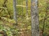 50 Acres Backus And Jones Road, New Lisbon, NY 13333 Thumbnail 8
