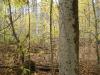 50 Acres Backus And Jones Road, New Lisbon, NY 13333 Thumbnail 9