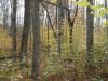 50 Acres Backus And Jones Road, New Lisbon, NY 13333 Thumbnail 10