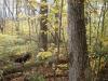 50 Acres Backus And Jones Road, New Lisbon, NY 13333 Thumbnail 11