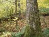 50 Acres Backus And Jones Road, New Lisbon, NY 13333 Thumbnail 12