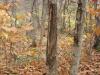 50 Acres Backus And Jones Road, New Lisbon, NY 13333 Thumbnail 14