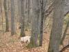 50 Acres Backus And Jones Road, New Lisbon, NY 13333 Thumbnail 15