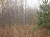 50 Acres Backus And Jones Road, New Lisbon, NY 13333 Thumbnail 17