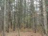 50 Acres Backus And Jones Road, New Lisbon, NY 13333 Thumbnail 18